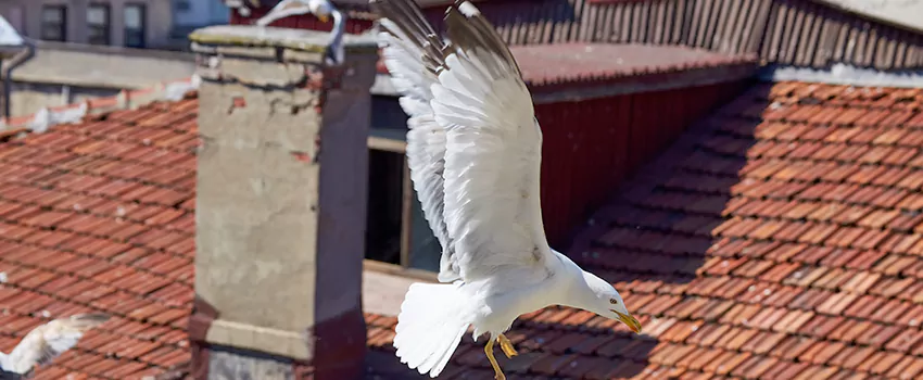 Residential Chimney Animal Removal Solution in Oswego, IL