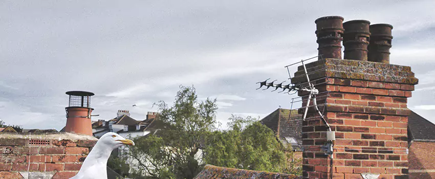 Chimney Cleaning And Restoration in Oswego, Illinois